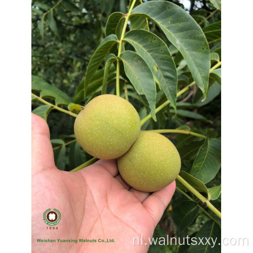 Kinderen zoals Chinese Walnut Kernels Light Color Helften (LH)
